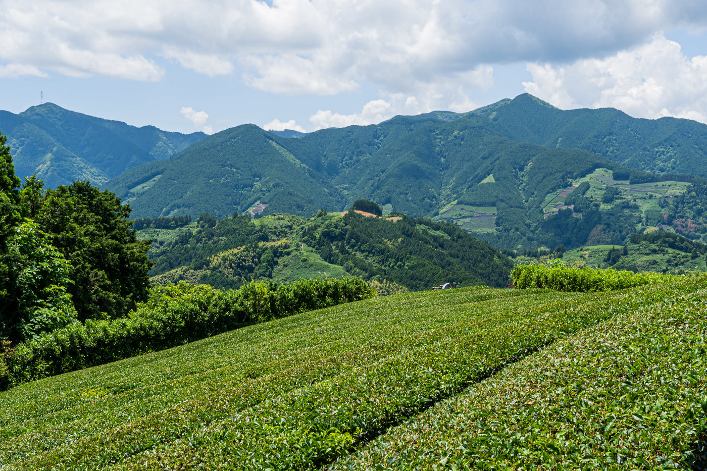 withTea（ウィズティー）のお茶の生産地である静岡の両河内の茶畑